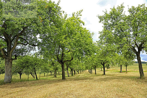 Obstbäume bei Merzkirchen  Saargau  Rheinland-Pfalz  Deutschland  Europa
