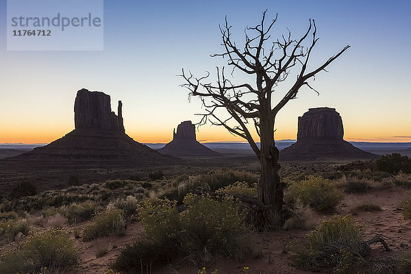 Bäume und Sträucher vor Sonnenaufgang. Monument Valley  Navajo Tribal Park  Arizona  Vereinigte Staaten von Amerika  Nordamerika