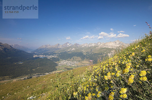 Grüne Wiesen und Blumen umrahmen die hohen Gipfel  Muottas Muragl  Samedan  Kanton Graubünden  Engadin  Schweiz  Europa