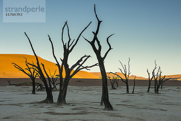 Deadvlei  ein alter Trockensee in der Namib-Wüste  Namibia  Afrika