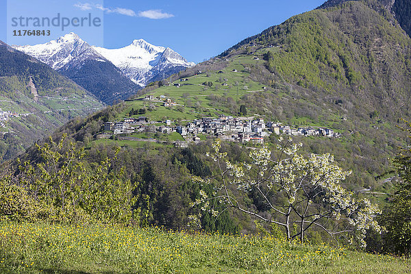 Der blühende Kirschbaum umrahmt das Alpendorf Bema  Orobie-Alpen  Gerola-Tal  Valtellina  Lombardei  Italien  Europa