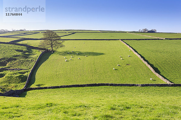 Weitläufige Landschaft mit Trockensteinmauer im Frühling  Peak District National Park  in der Nähe von Litton  Derbyshire  England  Vereinigtes Königreich  Europa