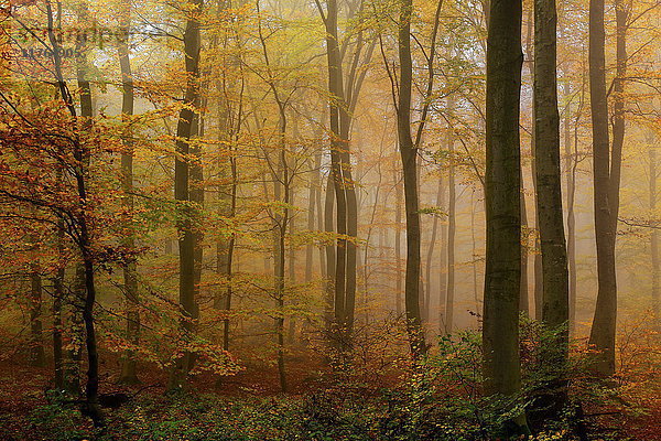 Herbstlicher Wald  Kastel-Staadt  Rheinland-Pfalz  Deutschland  Europa