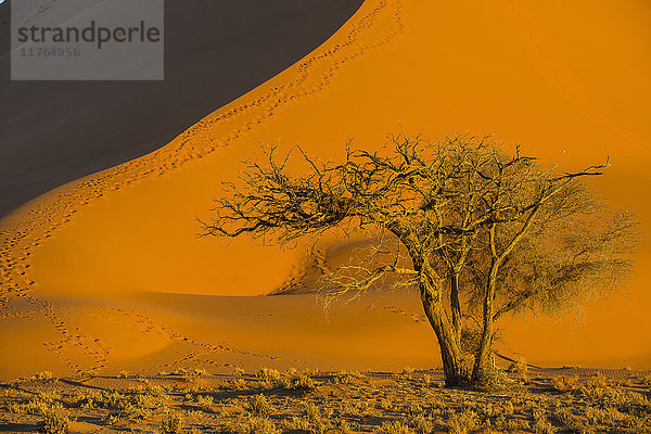Akazienbaum unterhalb der riesigen Sanddüne 45  Sossusvlei  Namib-Naukluft-Nationalpark  Namibia  Afrika