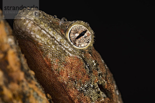 Moosgecko (Rhacodactylus Chahoua)  in Gefangenschaft  Vereinigtes Königreich  Europa