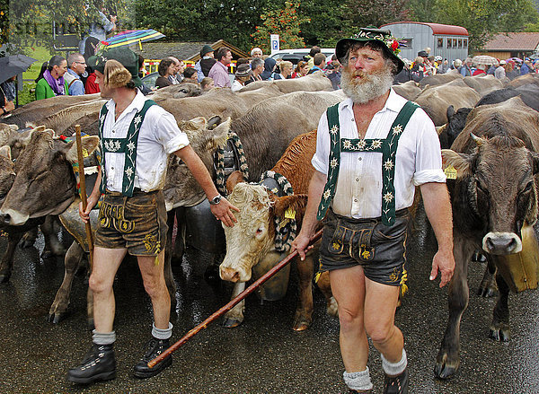 Viehscheid  Jährlicher Viehtrieb von den Sommeralmen ins Tal  Obermaiselstein  Bayern  Deutschland  Europa