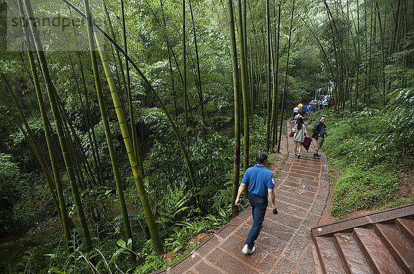 Bambuswald  Provinz Sichuan  China  Asien