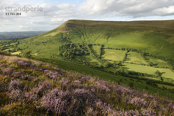 Blühendes Heidekraut auf Mynydd Llangorse mit Blick auf Mynydd Troed in den Brecon Beacons  Wales  Vereinigtes Königreich  Europa