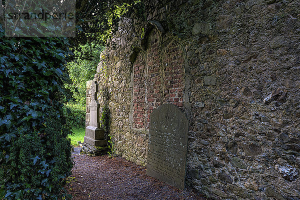 Tintern  Alter Friedhof  Grafschaft Wexford  Leinster  Republik Irland  Europa