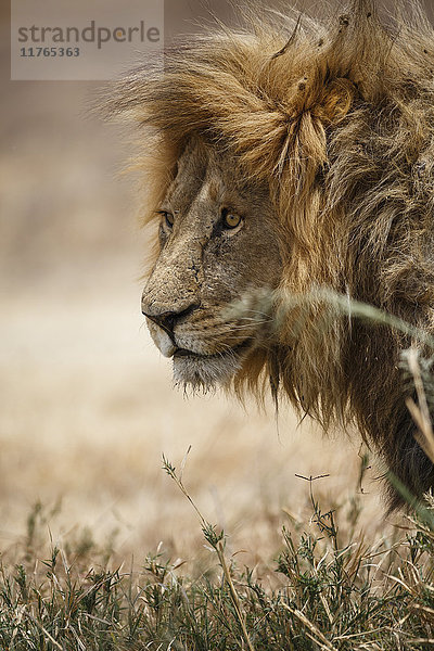 Porträt eines afrikanischen Löwen (Panthera leo)  Serengeti-Nationalpark  Tansania  Ostafrika  Afrika