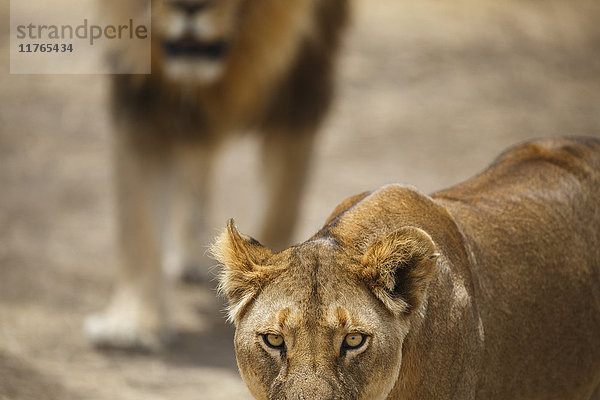 Löwenpaar (Panthera leo)  Serengeti-Nationalpark  Tansania  Ostafrika  Afrika