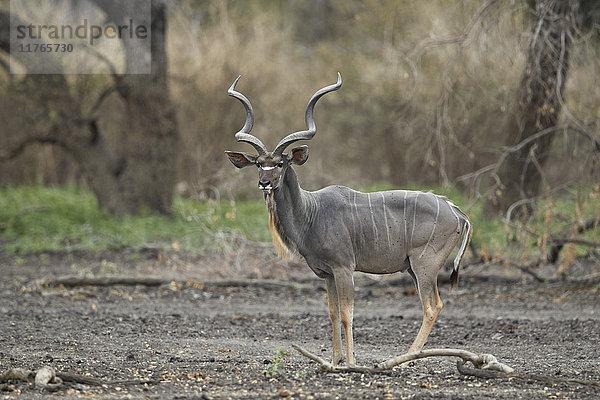 Großer Kudu (Tragelaphus strepsiceros) Bulle  Selous Wildreservat  Tansania  Ostafrika  Afrika