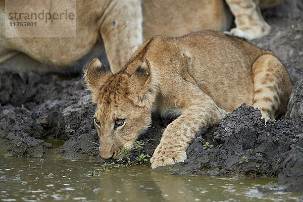 Trinkendes Löwenjunges (Panthera leo)  Selous-Wildreservat  Tansania  Ostafrika  Afrika