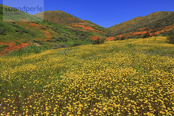 Mohnblumen und Goldfelder  Chino Hills State Park  Kalifornien  Vereinigte Staaten von Amerika  Nordamerika