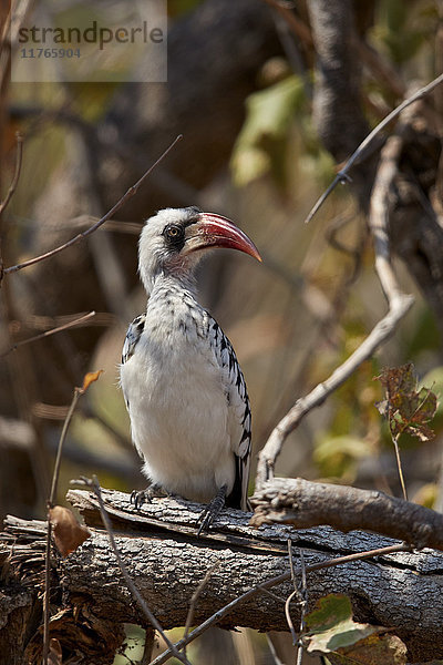 Ruaha-Hornvogel (Ruaha-Rotschnabel-Hornvogel) (Tansanischer Rotschnabel-Hornvogel) (Tockus ruahae)  Ruaha-Nationalpark  Tansania  Ostafrika  Afrika