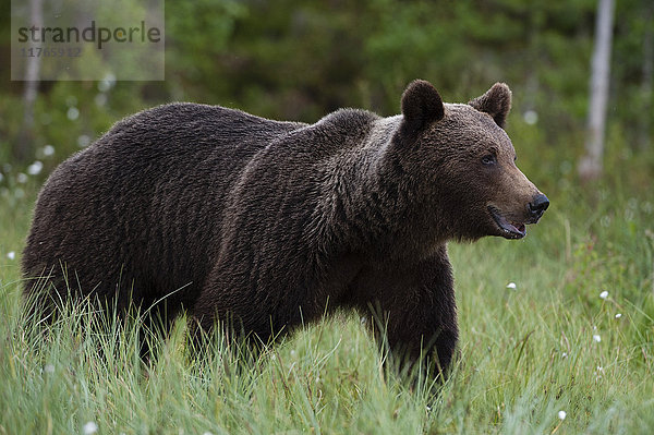 Porträt eines europäischen Braunbären (Ursus arctos)  Kuhmo  Finnland  Europa