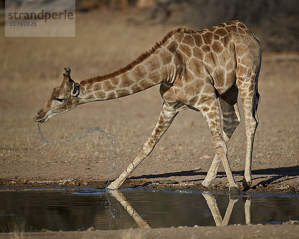 Kap-Giraffe (Giraffa camelopardalis giraffa) beim Trinken  Kgalagadi Transfrontier Park  der den ehemaligen Kalahari Gemsbok National Park umfasst  Südafrika  Afrika