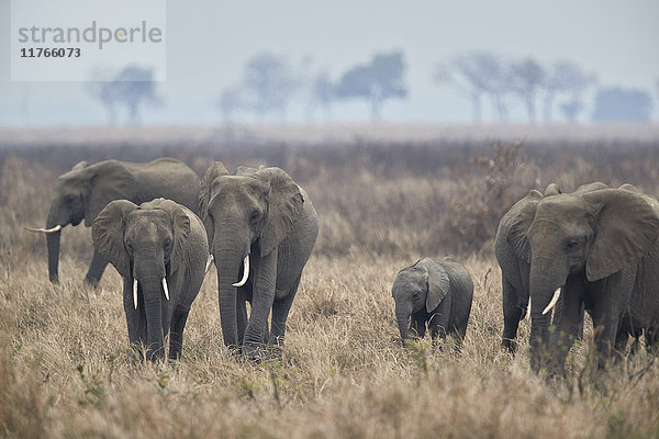 Afrikanische Elefantenherde (Loxodonta africana)  Mikumi-Nationalpark  Tansania  Ostafrika  Afrika
