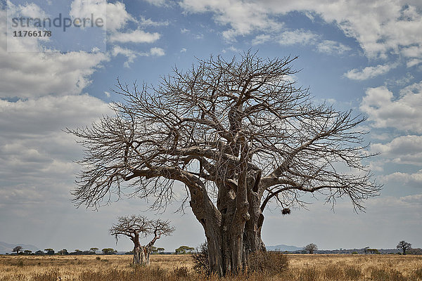 Baobab-Baum  Ruaha-Nationalpark  Tansania  Ostafrika  Afrika