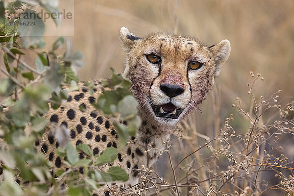 Gepard (Acinonyx jubatus)  Serengeti-Nationalpark  Tansania  Ostafrika  Afrika
