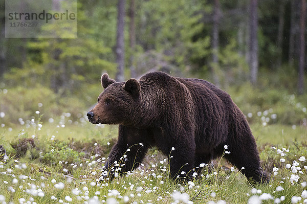 Ein europäischer Braunbär (Ursus arctos) auf einer Wiese mit blühendem Baumwollgras  Kuhmo  Finnland  Europa