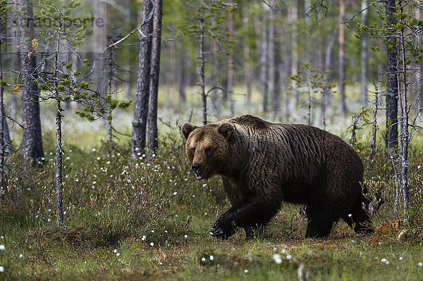 Europäischer Braunbär (Ursus arctos) beim Spaziergang im Wald  Kuhmo  Finnland  Europa