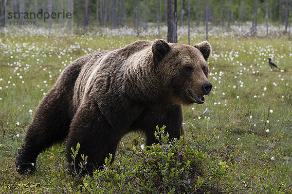 Porträt eines europäischen Braunbären (Ursus arctos)  Kuhmo  Finnland  Europa
