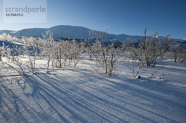 Eine gefrorene Landschaft bei Kiruna  Schweden  Skandinavien  Europa
