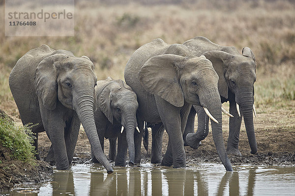 Afrikanischer Elefant (Loxodonta africana) beim Trinken  Mikumi National Park  Tansania  Ostafrika  Afrika