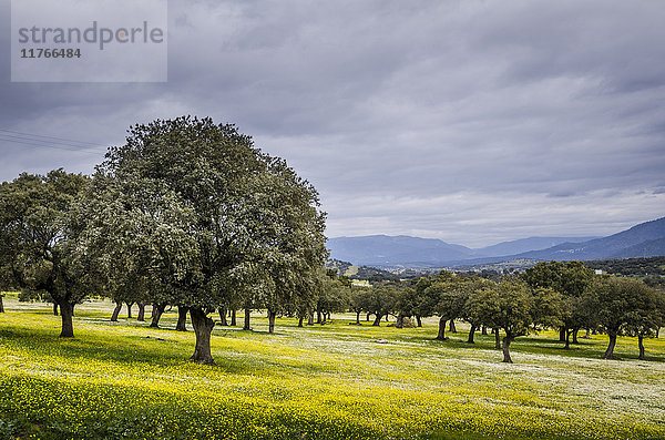 Dehesa-Landschaft  Caceres  Extremadura  Spanien  Europa