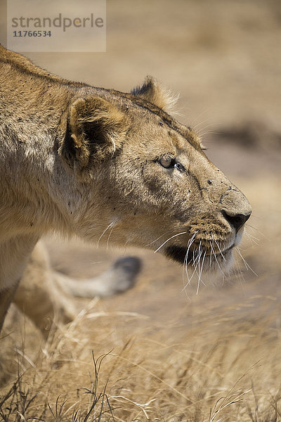 Löwin (Panthera leo)  Ngorongoro-Krater  Tansania  Ostafrika  Afrika