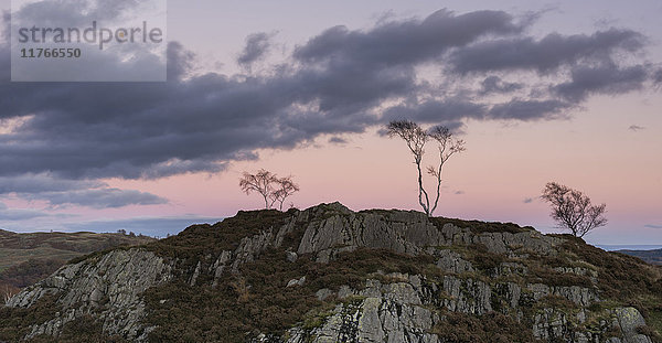 Skelettierte Bäume auf Felsen in der Dämmerung auf Holme Fell  Lake District National Park  Cumbria  England  Vereinigtes Königreich  Europa