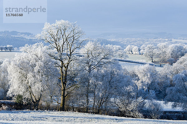 Frostige Landschaft  Powys  Wales  Vereinigtes Königreich  Europa