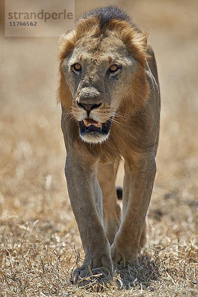 Löwe (Panthera leo)  Selous-Wildreservat  Tansania  Ostafrika  Afrika