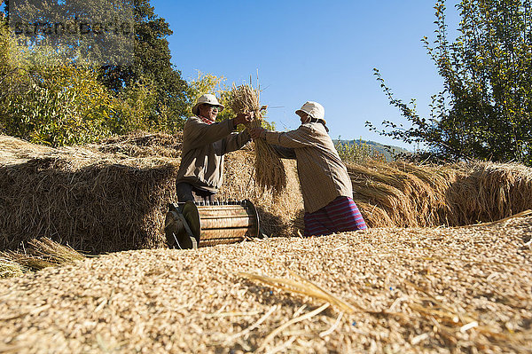 Landwirte entfernen Reiskörner mit einer handbetriebenen Dreschmaschine im Bezirk Paro  Bhutan  Asien