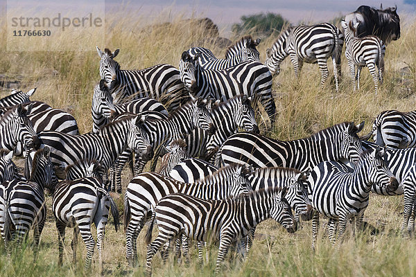 Grant's Zebras (Equus quagga boehmi) am Ufer des Mara-Flusses  Masai Mara  Kenia  Ostafrika  Afrika