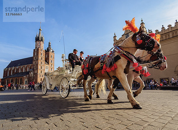 Pferdekutsche mit der Marienbasilika im Hintergrund  Hauptmarkt  Krakau  Woiwodschaft Kleinpolen  Polen  Europa
