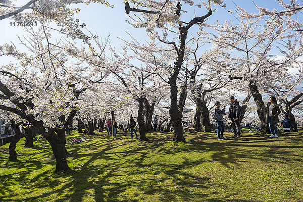 Kirschblüte im Hakodate-Park  Hakodate  Hokkaido  Japan  Asien
