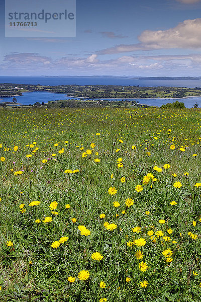 Wildes Weideland auf der Insel Chiloe  Patagonien  Chile  Südamerika