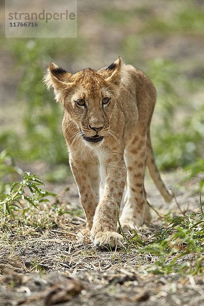 Löwenbaby (Panthera leo)  Selous-Wildreservat  Tansania  Ostafrika  Afrika