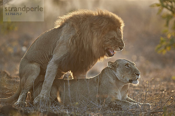 Paarung von Löwen (Panthera leo)  Krüger-Nationalpark  Südafrika  Afrika