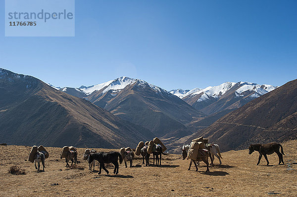 Packpferde überqueren einen kleinen Pass in der Nähe von Goyul entlang der Trekkingroute von Lasa nach Gasa  Bhutan  Himalaya  Asien