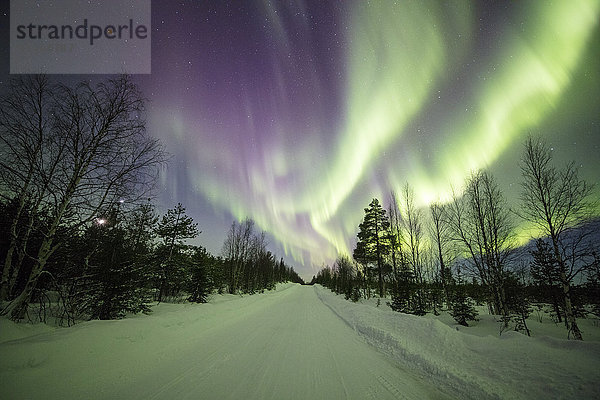 Bunte Lichter des Nordlichts (Aurora Borealis) und Sternenhimmel auf dem verschneiten Wald  Levi  Sirkka  Kittila  Region Lappland  Finnland  Europa