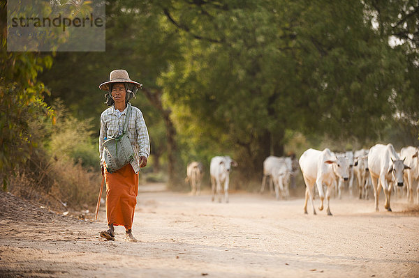Ein Bauer mit seiner Kuhherde  Region Mandalay  Myanmar (Burma)  Asien