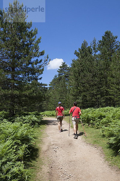 Wanderer gehen auf dem Weg in den grünen Wäldern des Col de Bavella (Bavella-Pass)  Solenzara  Südkorsika  Frankreich  Europa