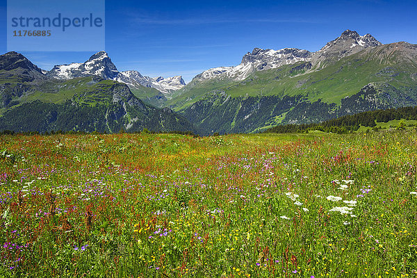 Alp Flix  Schweizer Alpen  Schweiz  Europa