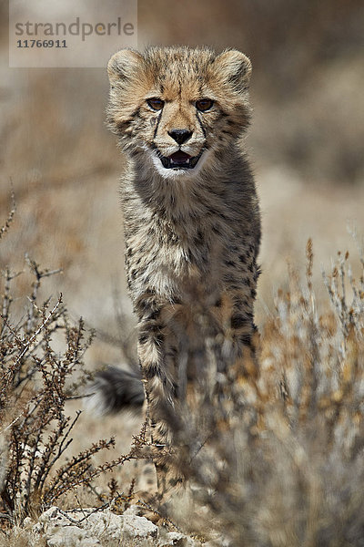 Gepardenjunges (Acinonyx jubatus)  Kgalagadi Transfrontier Park  der den ehemaligen Kalahari Gemsbok National Park umfasst  Südafrika  Afrika