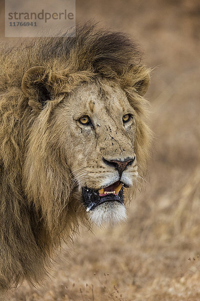 Afrikanischer Löwe (Panthera leo)  Ngorongoro-Nationalpark  Tansania  Ostafrika  Afrika