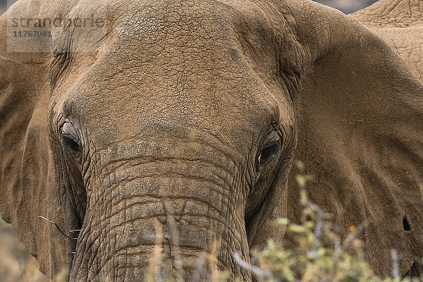 Afrikanischer Elefant (Loxodonta Africana)  Kalama-Schutzgebiet  Samburu  Kenia  Ostafrika  Afrika
