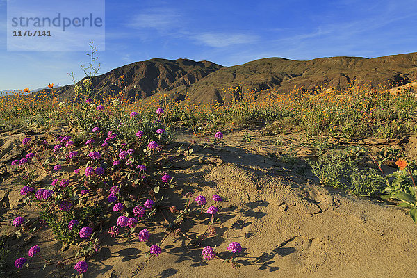 Anza-Borrego Desert State Park  Borrego Springs  Kalifornien  Vereinigte Staaten von Amerika  Nordamerika